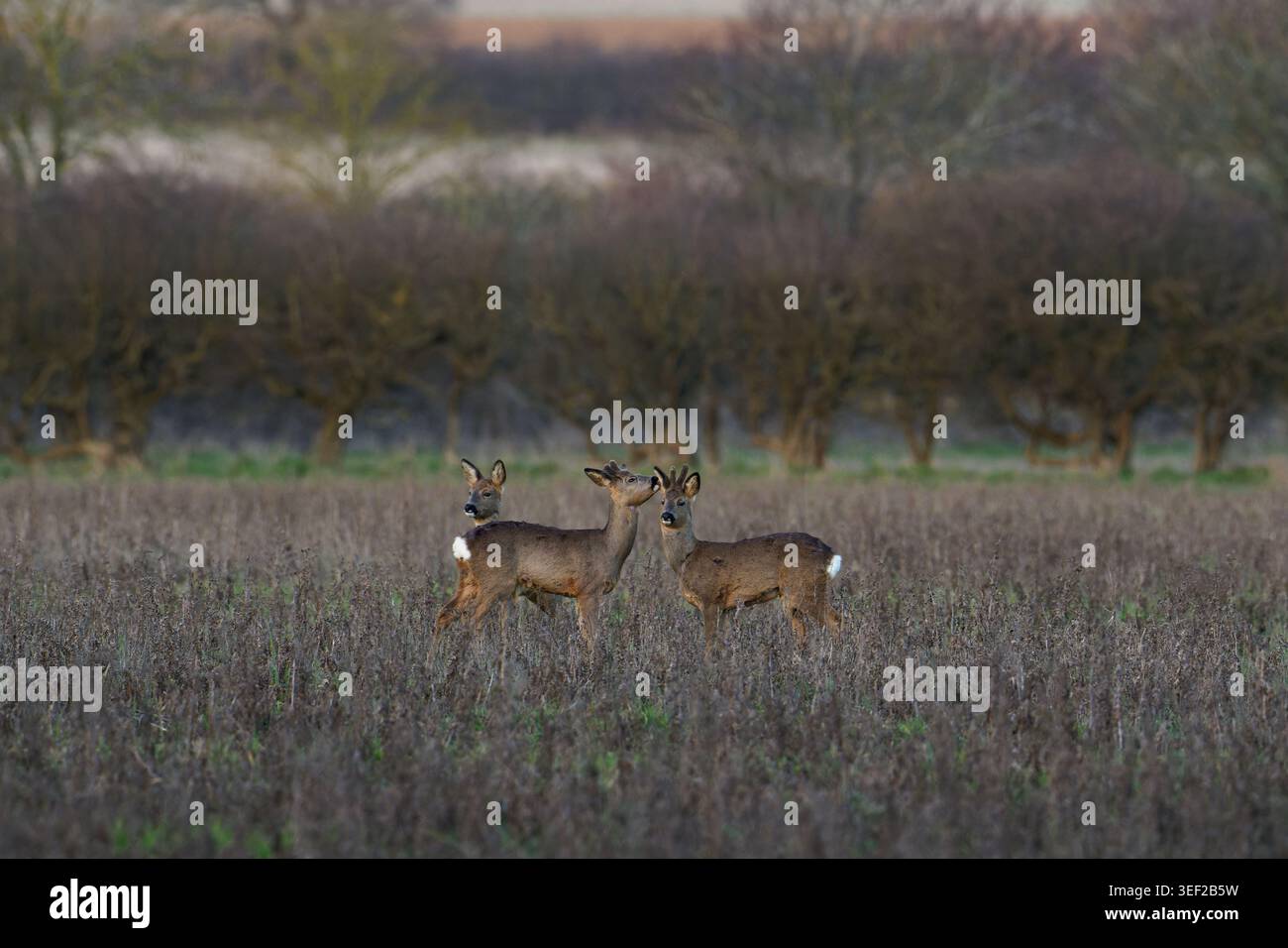 Il capriolo europeo - Capreolus capreolus (buongustai) due dollari mostrano affetto. Foto Stock