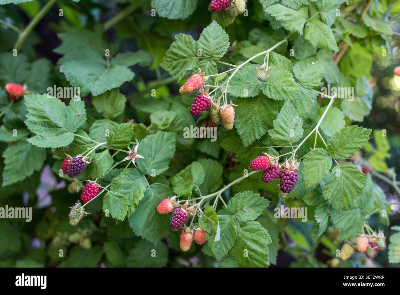 Primo piano dettagliato di lamponi maturi e non maturi che crescono su un cespuglio di lamponi nel giardino di primavera. Frutti di bosco biologici freschi con foglie verdi vivaci, natura Foto Stock