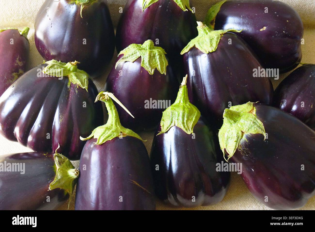 Raccolta di melanzane di Aswad viola intenso. Trasmette ispirazione alla cucina basata sulle piante, pratiche di coltivazione rigenerative e bellezza della resa di nightshade. Foto Stock