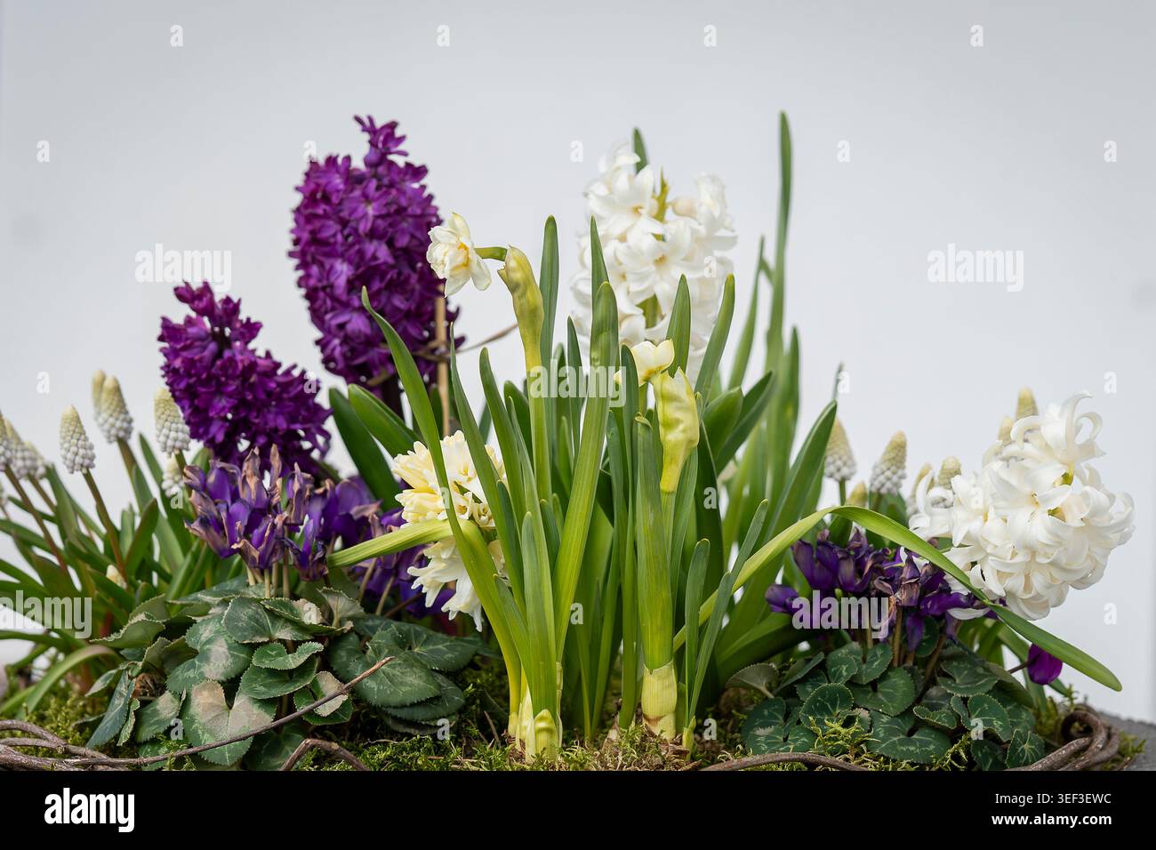 Colorata composizione floreale primaverile con giacinti, narcisi, ciclamini e musari in fiore in un contenitore decorativo da giardino. Foto Stock