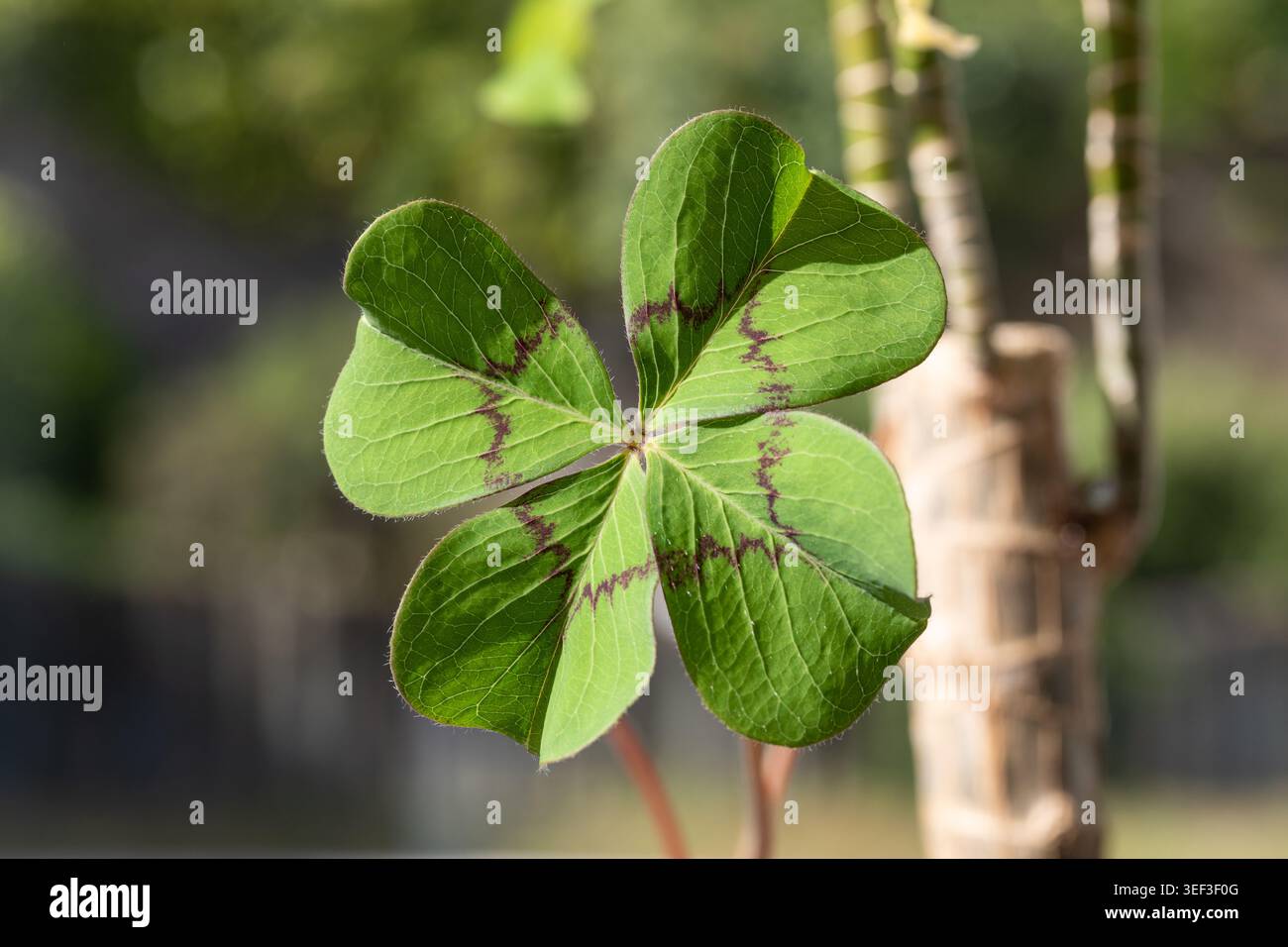 Trifoglio a quattro foglie nel primo piano esterno Foto Stock