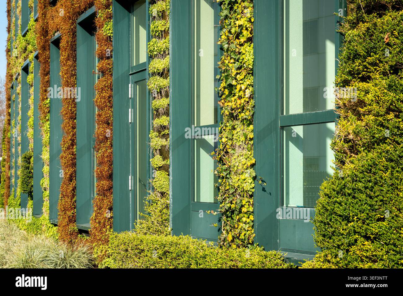 Moderno edificio ecologico con pareti ricoperte di piante verdi verticali Foto Stock