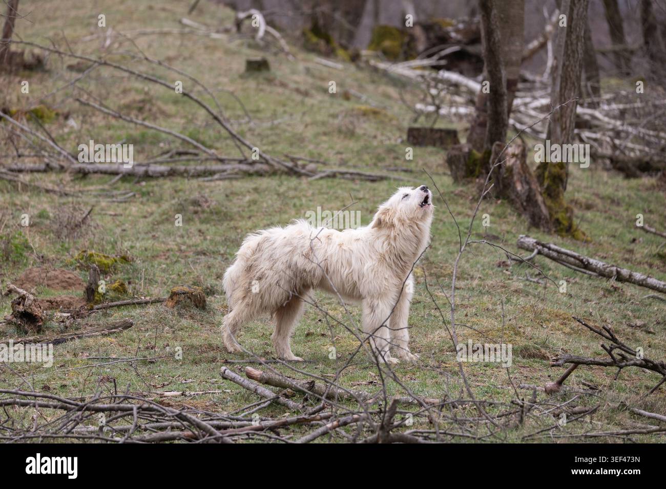 Cane custode di bestiame bianco in piedi nella bonifica del bosco, guardando verso l'alto e urlando. Grande pastore soffice in un ambiente forestale naturale. Foto Stock