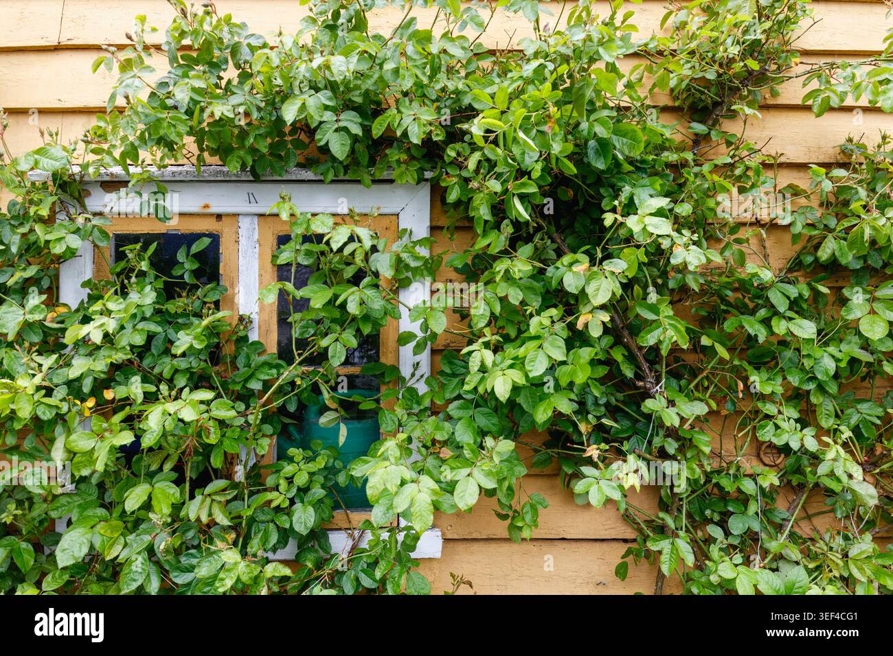 Il fascino del villaggio dei fiordi con piante rampicanti intorno a una piccola finestra in legno a Lofthus, che riflette il tranquillo carattere locale della Norvegia occidentale. Scandinavo Foto Stock