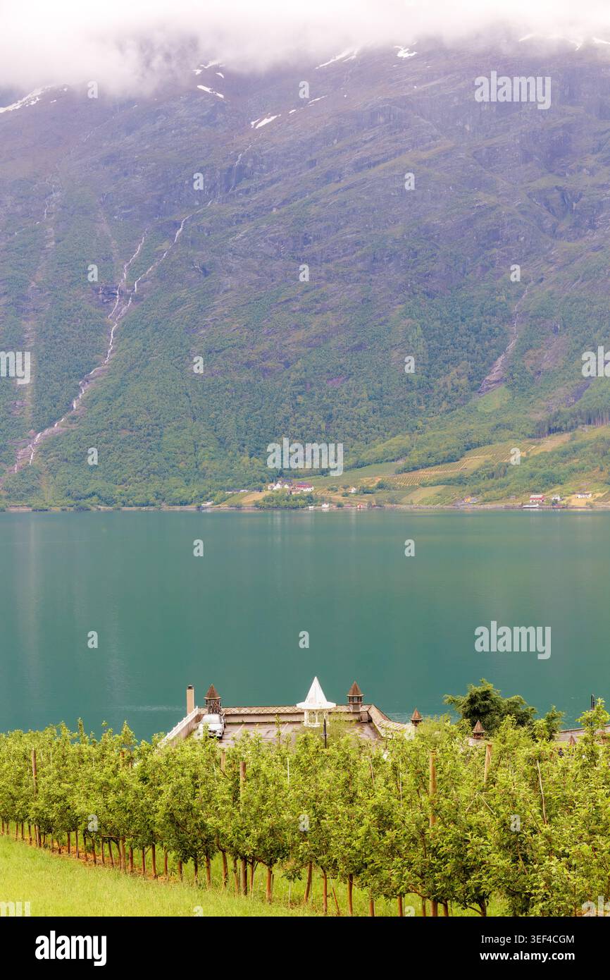 Vita di fiordi a Lofthus con meli che crescono sopra il tranquillo Hardangerfjord sotto nebbiosi pendii di montagna e la morbida luce del nord. zona rurale occidentale n. Foto Stock