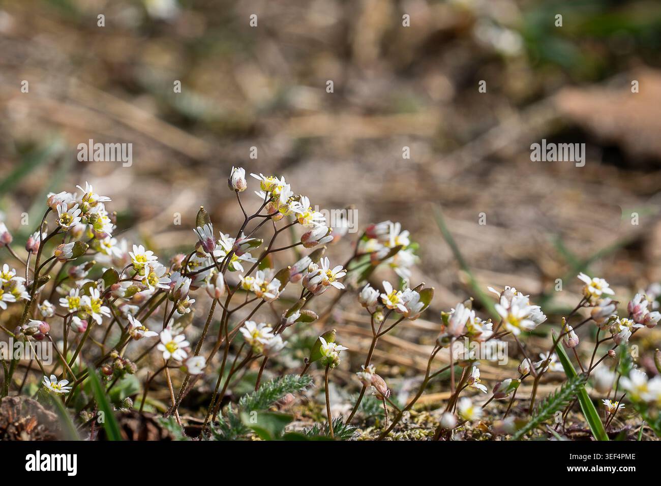 Piccoli fiori bianchi comuni di erba bianca (Draba verna) che fioriscono vicino al fondo della foresta alla luce del sole primaverile. Foto Stock