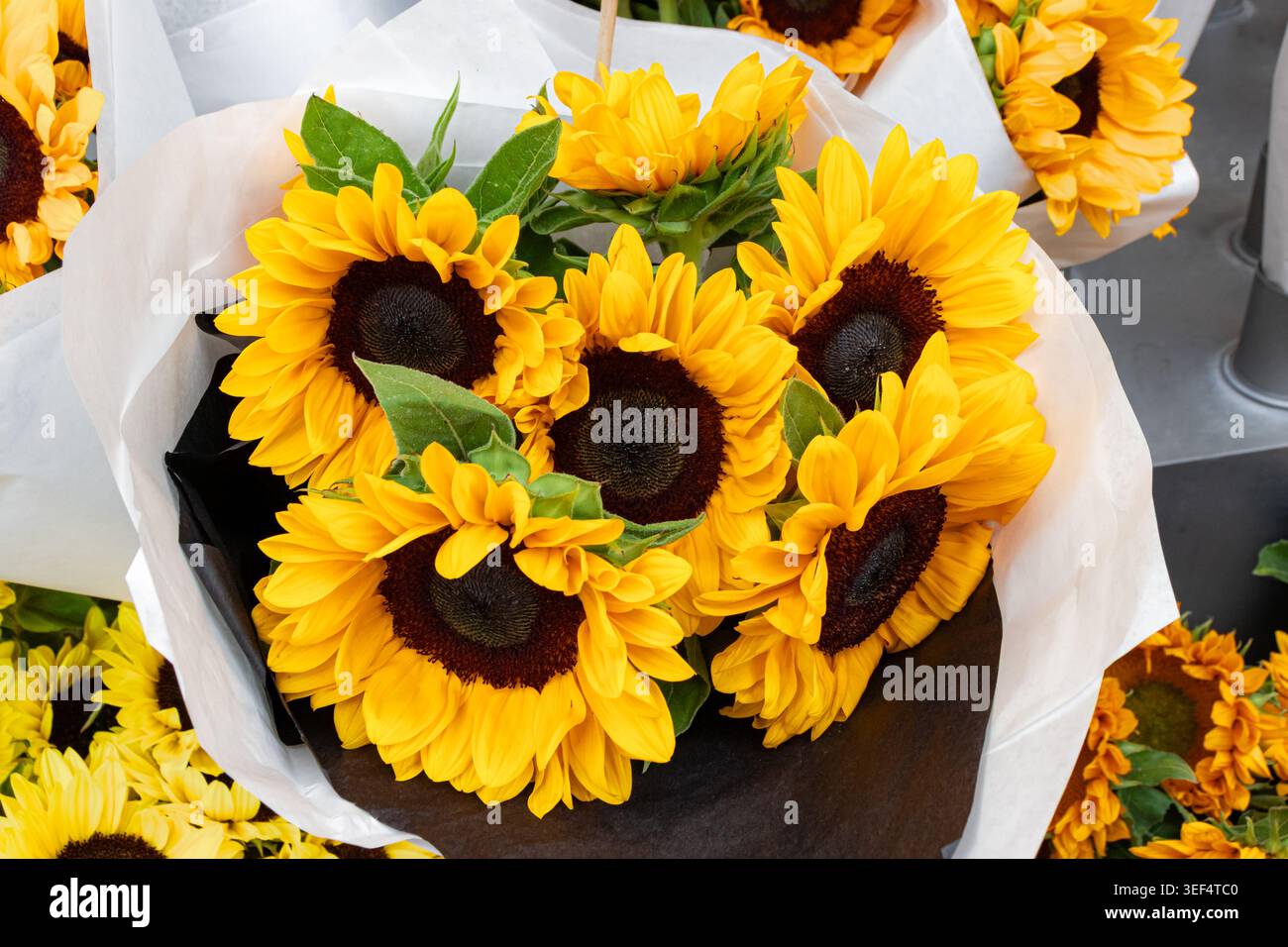 Disposizione per bouquet di girasole comuni (Helianthus annuus) esposta al mercato di Copenaghen Foto Stock