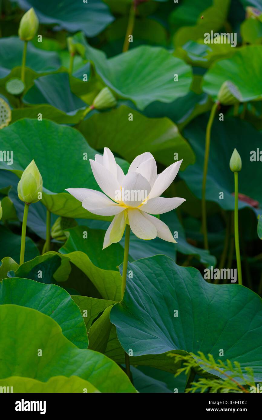 Fiore di loto bianco che sorge sopra ampie foglie verdi di stagno, con boccioli di loto e vegetazione acquatica che creano una tranquilla scena botanica. Foto Stock