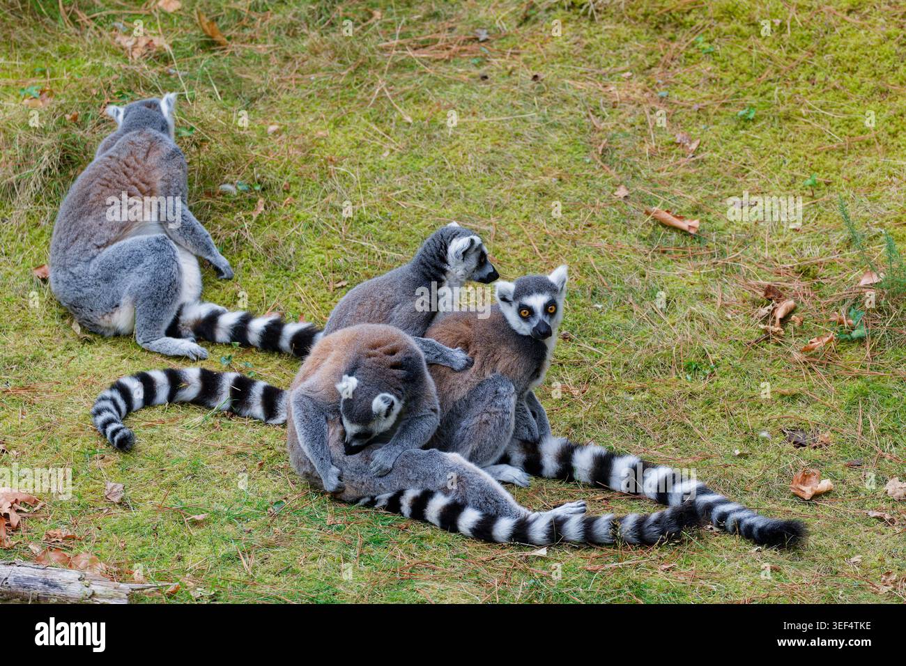 Gruppo di lemuri dalla coda ad anello che riposano insieme sull'erba, mostrando le loro distintive code a strisce bianche e nere e il loro comportamento sociale. Foto Stock