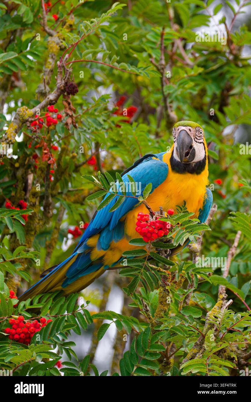 Macchia gialla e blu arroccata in una vegetazione verde, con ali azzurre, petto dorato e lunghe piume della coda chiaramente visibili. Foto Stock