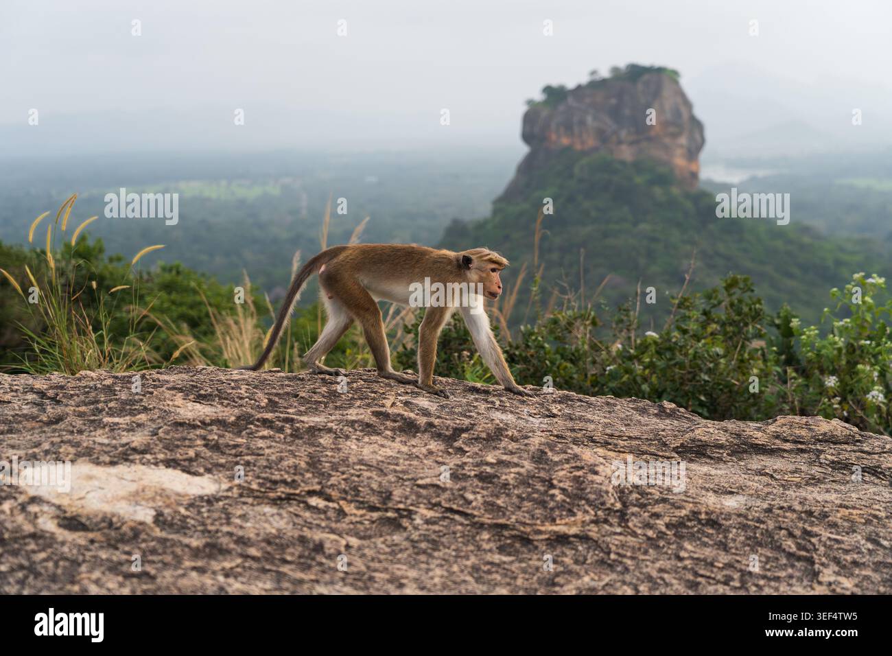 Una scimmia toque macaque che cammina su una superficie rocciosa in cima alla roccia di Pidurangala, con la roccia del Leone di Sigiriya sullo sfondo, Sri Lanka. Foto Stock