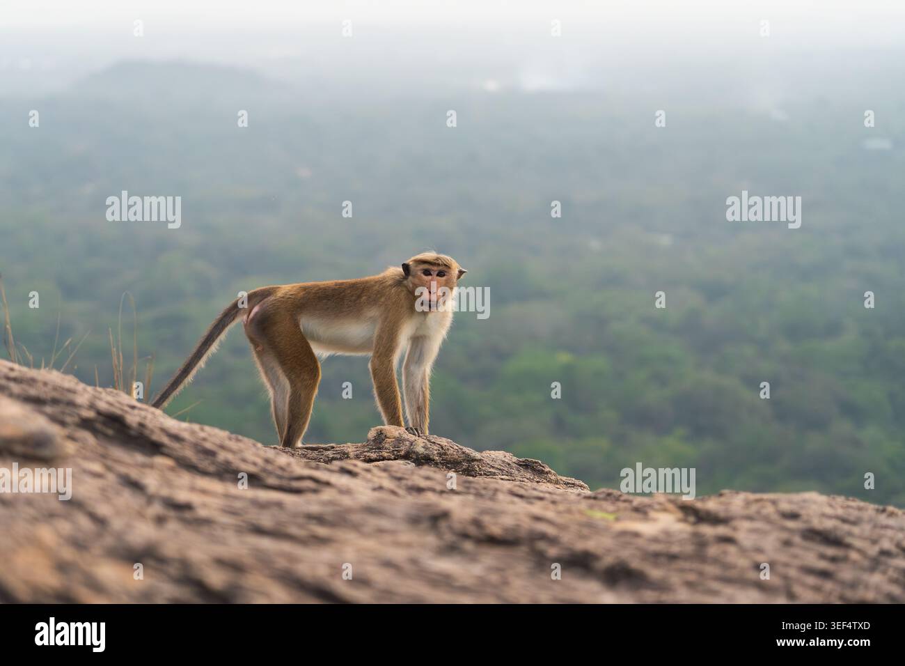 Una scimmia toque macaque in piedi su una sporgenza rocciosa alla vetta di Pidurangala, Sigiriya, Sri Lanka Foto Stock