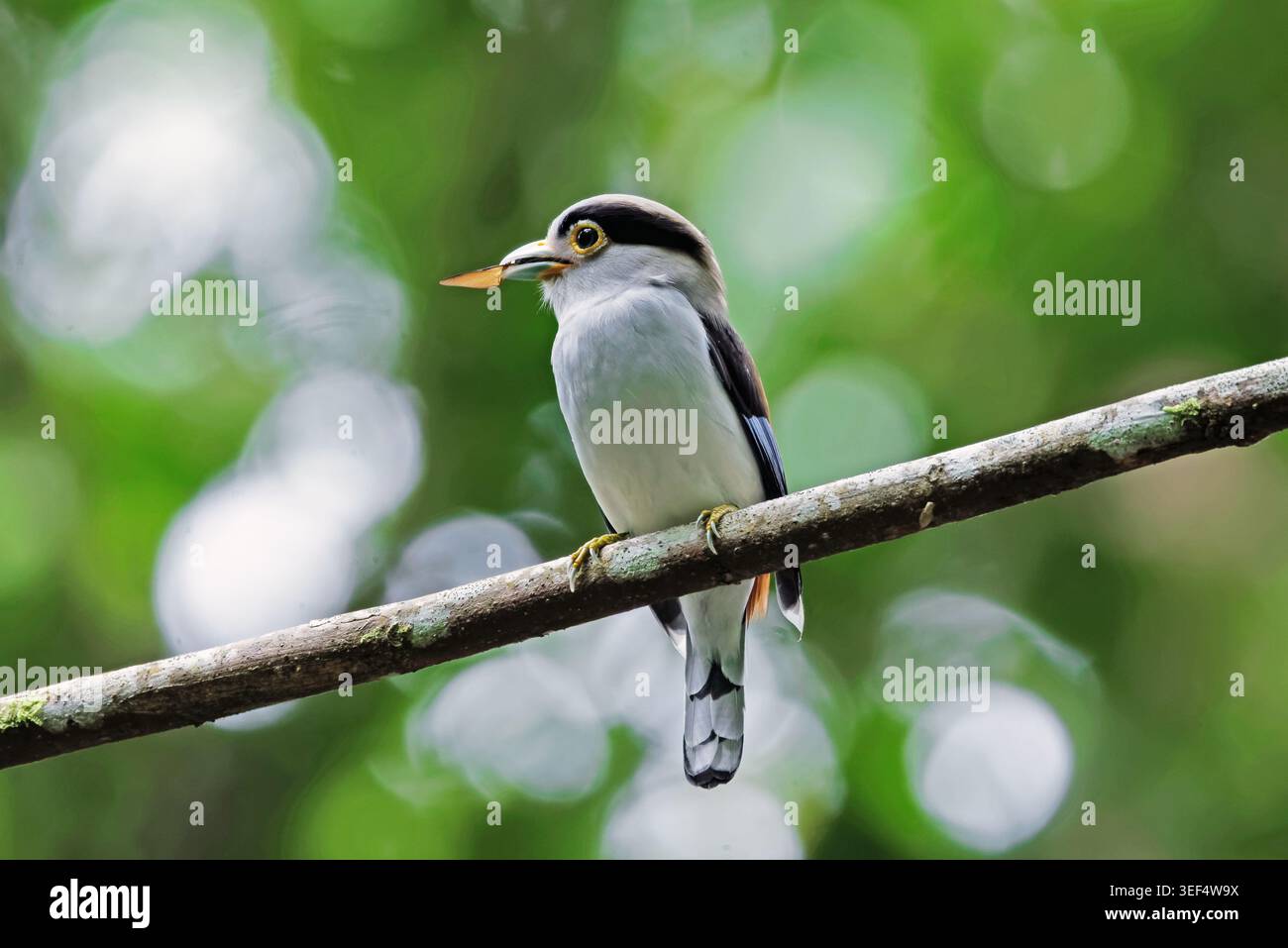 Colorato Broadbill dal petto d'argento, arroccato su un ramo della foresta, in un ambiente naturale con un morbido sfondo bokeh verde. Foto Stock