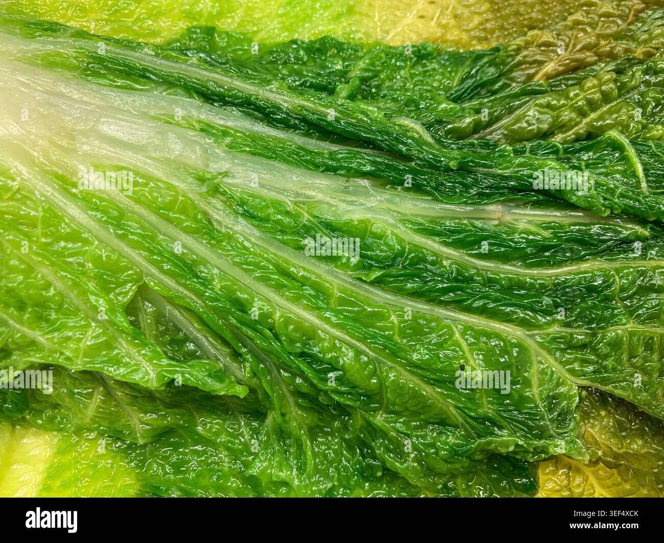 Dettaglio di una foglia di cavolo cinese bollita, USA Foto Stock