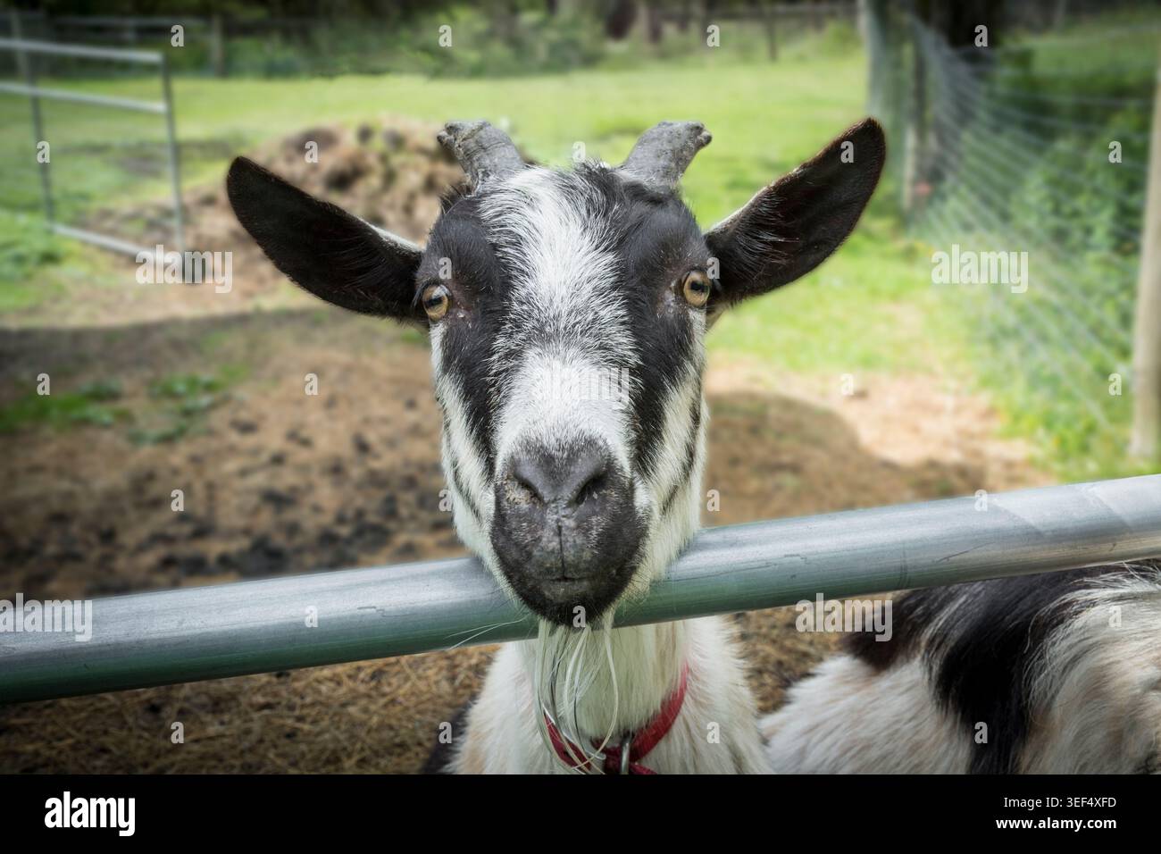 Capra in una piccola fattoria, Pennsylvania, Stati Uniti Foto Stock