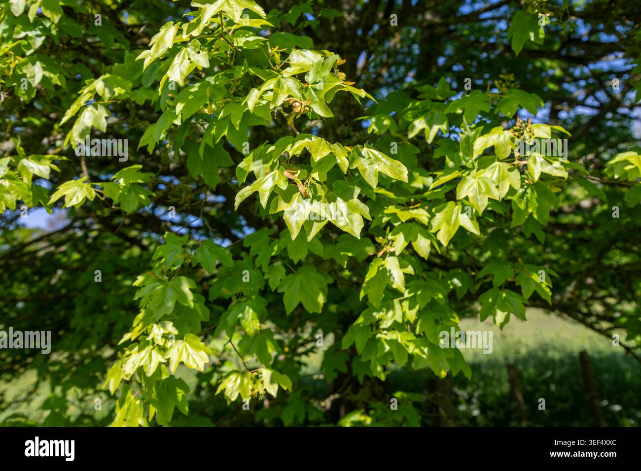 Foglie di acero Trident, Acer buergerianum, vicino a Pewsey, vale of Pewsey, Wiltshire, Inghilterra, Regno Unito Foto Stock