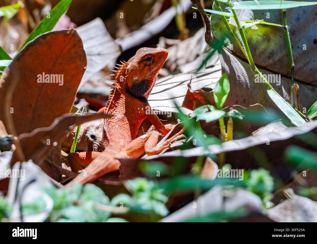 Una lucertola Orientale (Calotes versicolor) dai colori vivaci nel Bush. Parco nazionale Cat Tien, Vietnam. Foto Stock