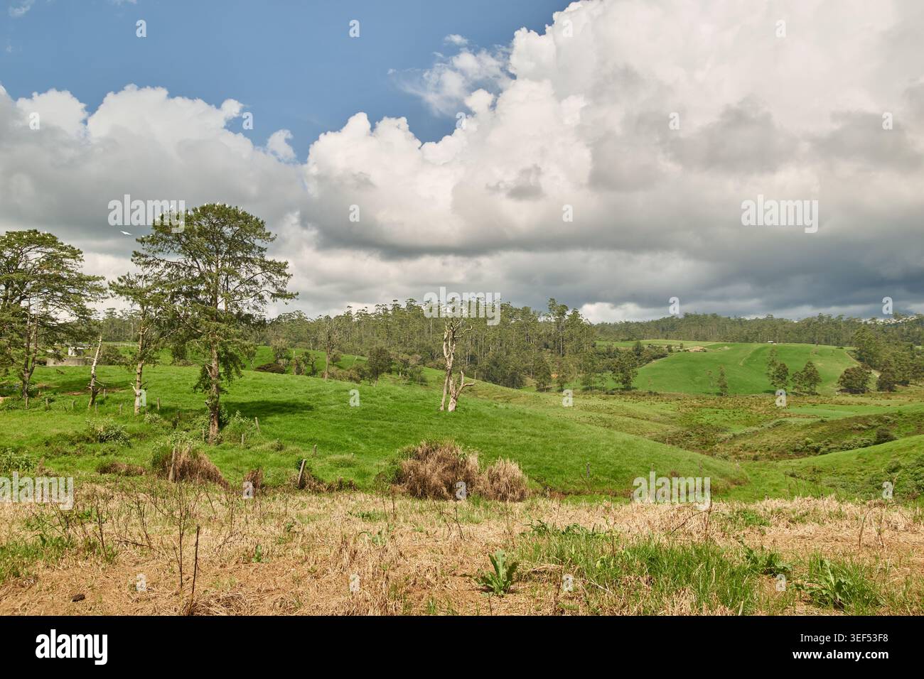 colline verdi ondulate e prati con alberi e cielo nuvoloso luminoso, paesaggi rurali, vista grandangolare con spazio fotocopie Foto Stock