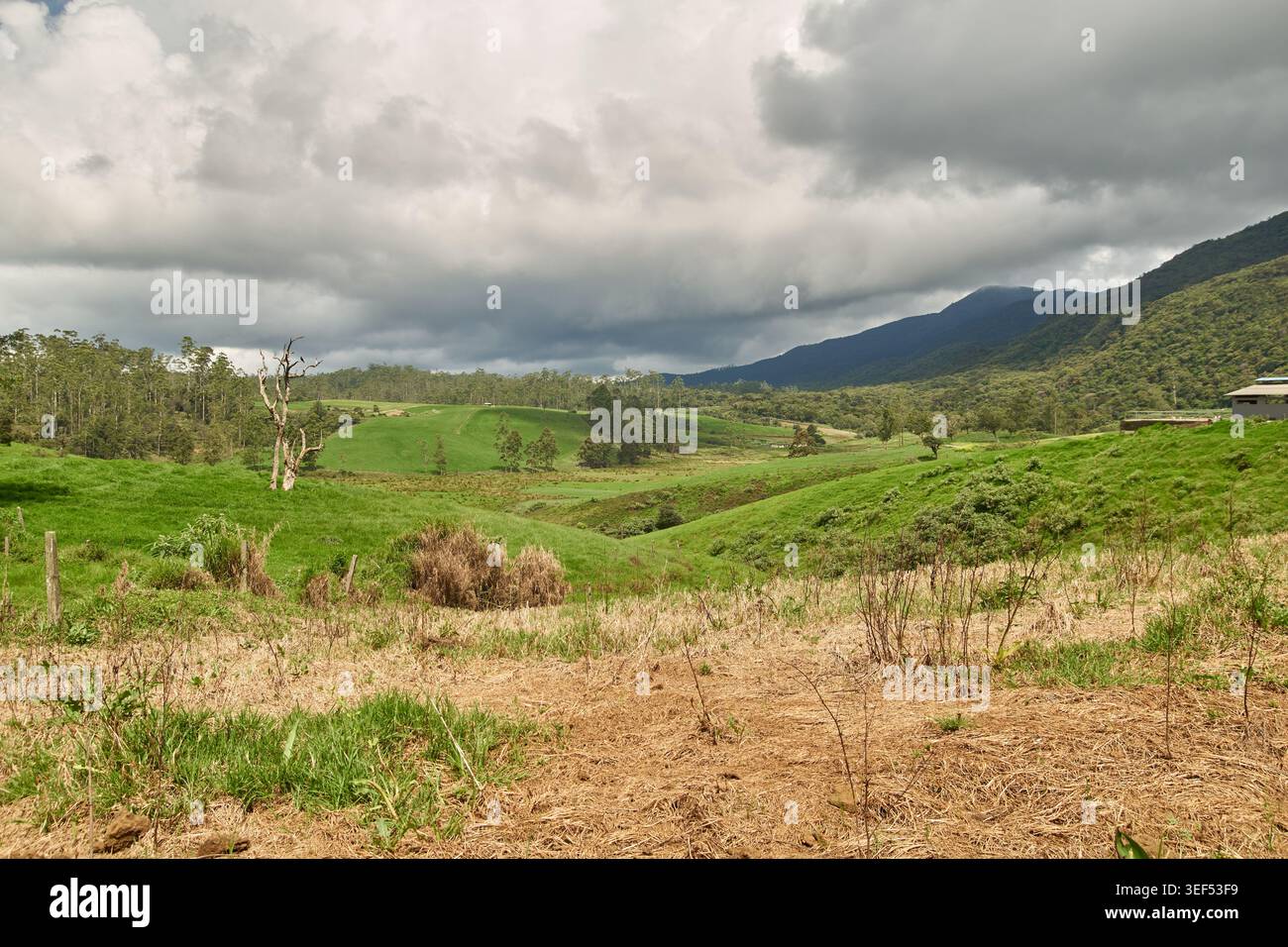 verdi colline ondulate e pascoli con alberi e cielo nuvoloso, paesaggio rurale all'aperto con erba asciutta, ampia vista con spazio fotocopie, concetto di viaggio nella natura Foto Stock
