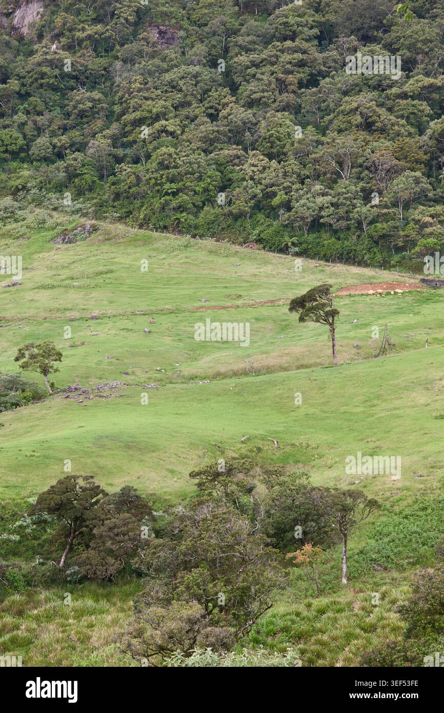 prato collinare con alberi sparsi e fitta foresta sempreverde, paesaggio rurale con spazio per copiare, trekking in montagna Foto Stock