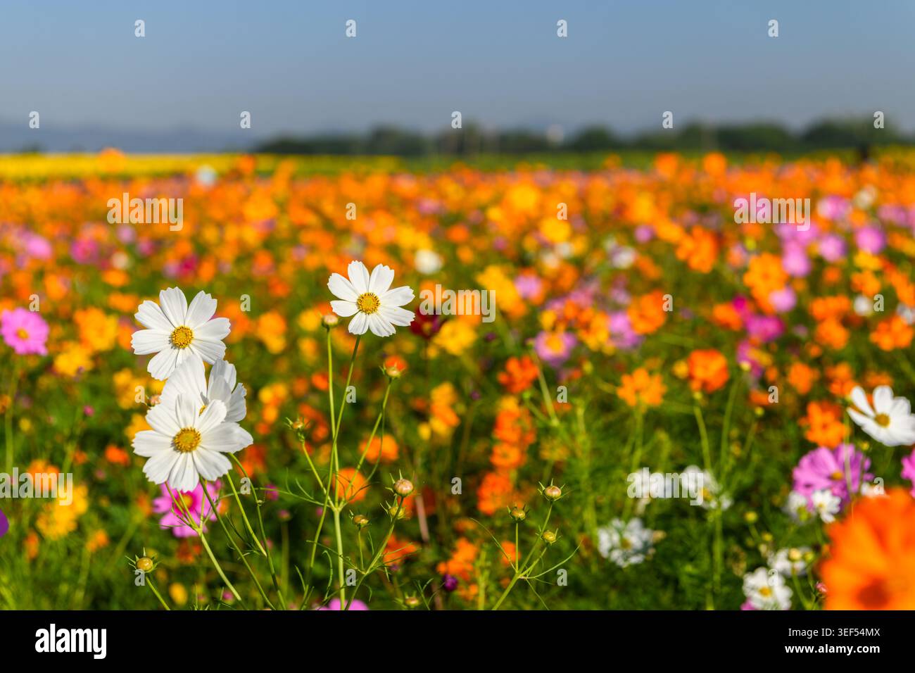 Fiori bianchi cosmo che fioriscono in primo piano con fiori colorati di arancio, rosa e giallo sfocati sullo sfondo. Luce solare intensa e soffice bok Foto Stock