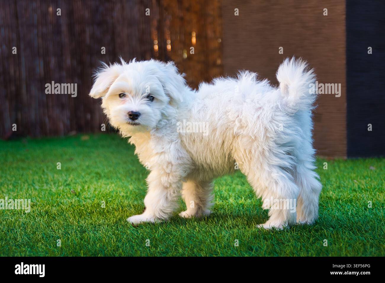 Cucciolo bianco maltese in piedi sull'erba all'aperto e guardando verso la fotocamera. Foto Stock