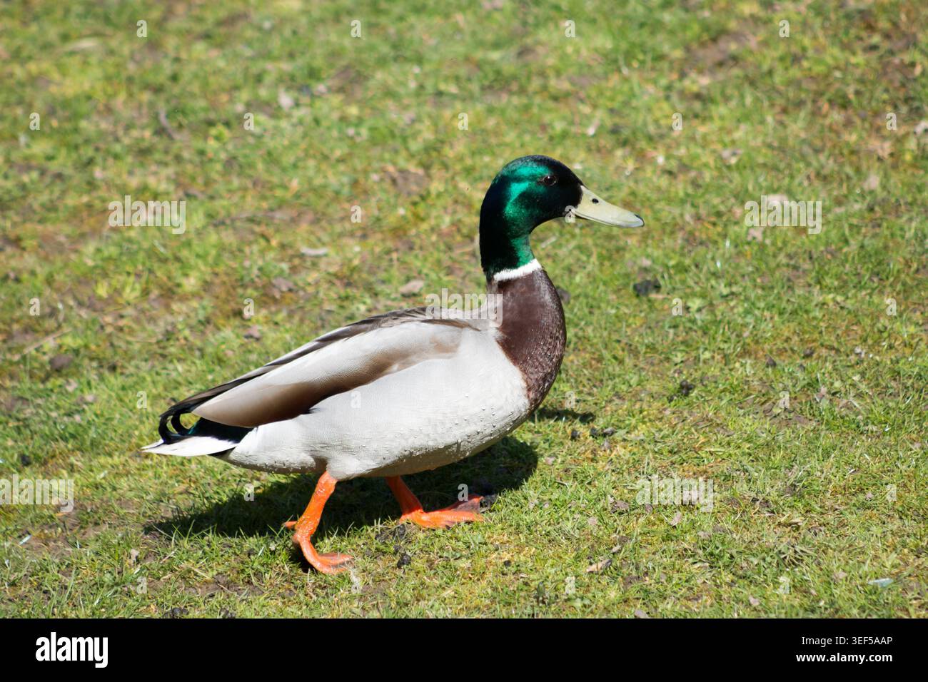 Mallard Duck (Anas platyrhynchos), un'anatra comune. Foto Stock