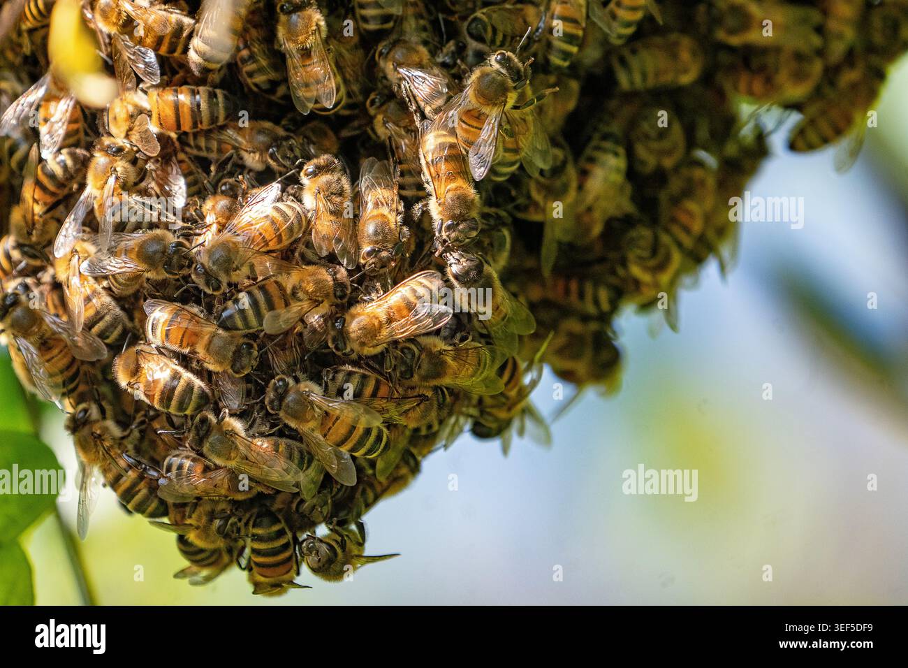 Suffolk Wildlife: Primo piano di uno sciame di miele in primavera Foto Stock