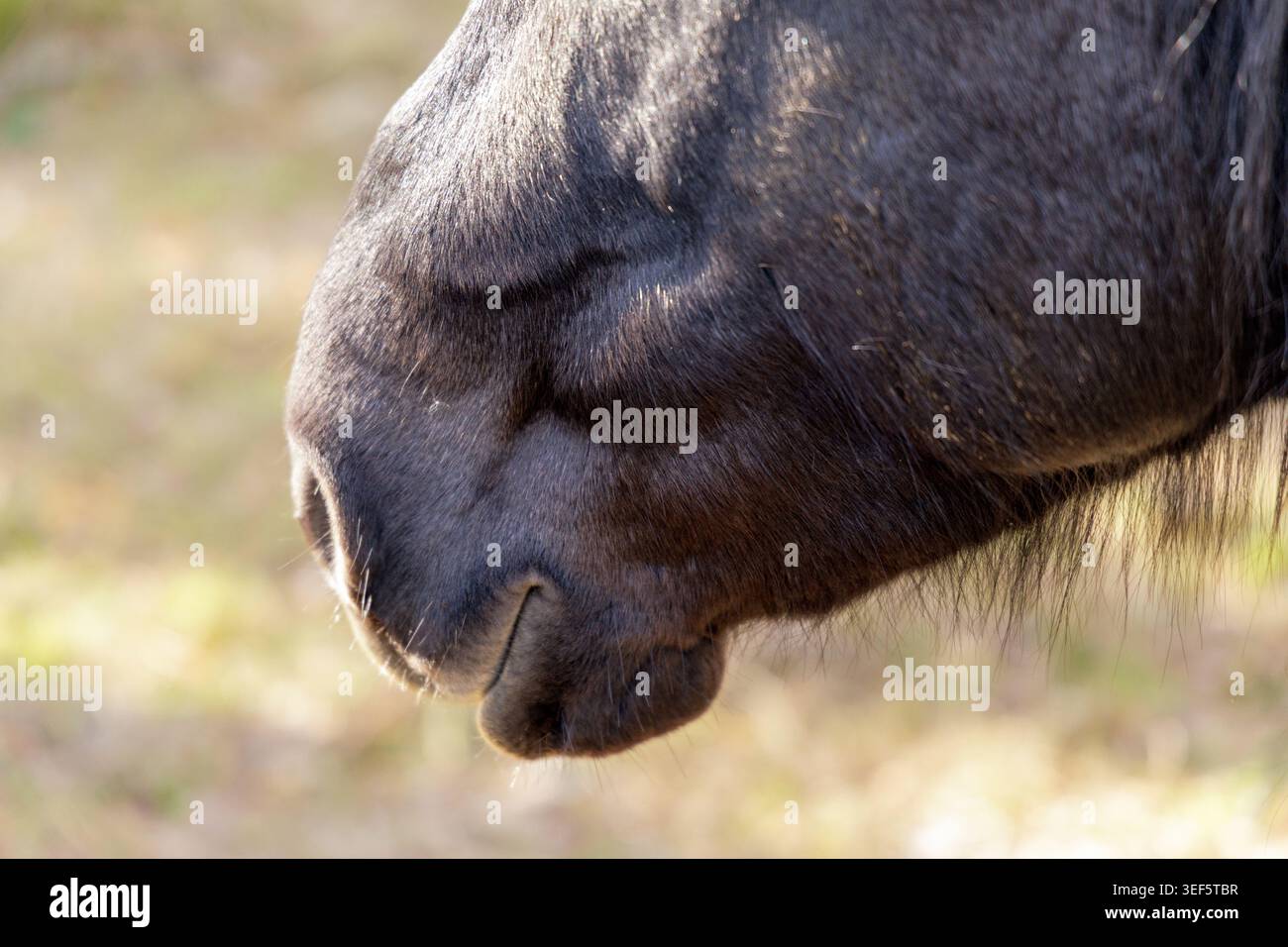 Un primo piano estremo che si concentra sulla museruola e sulle narici di un cavallo scuro, mostrando una texture fine dei capelli e la luce del sole. Foto Stock