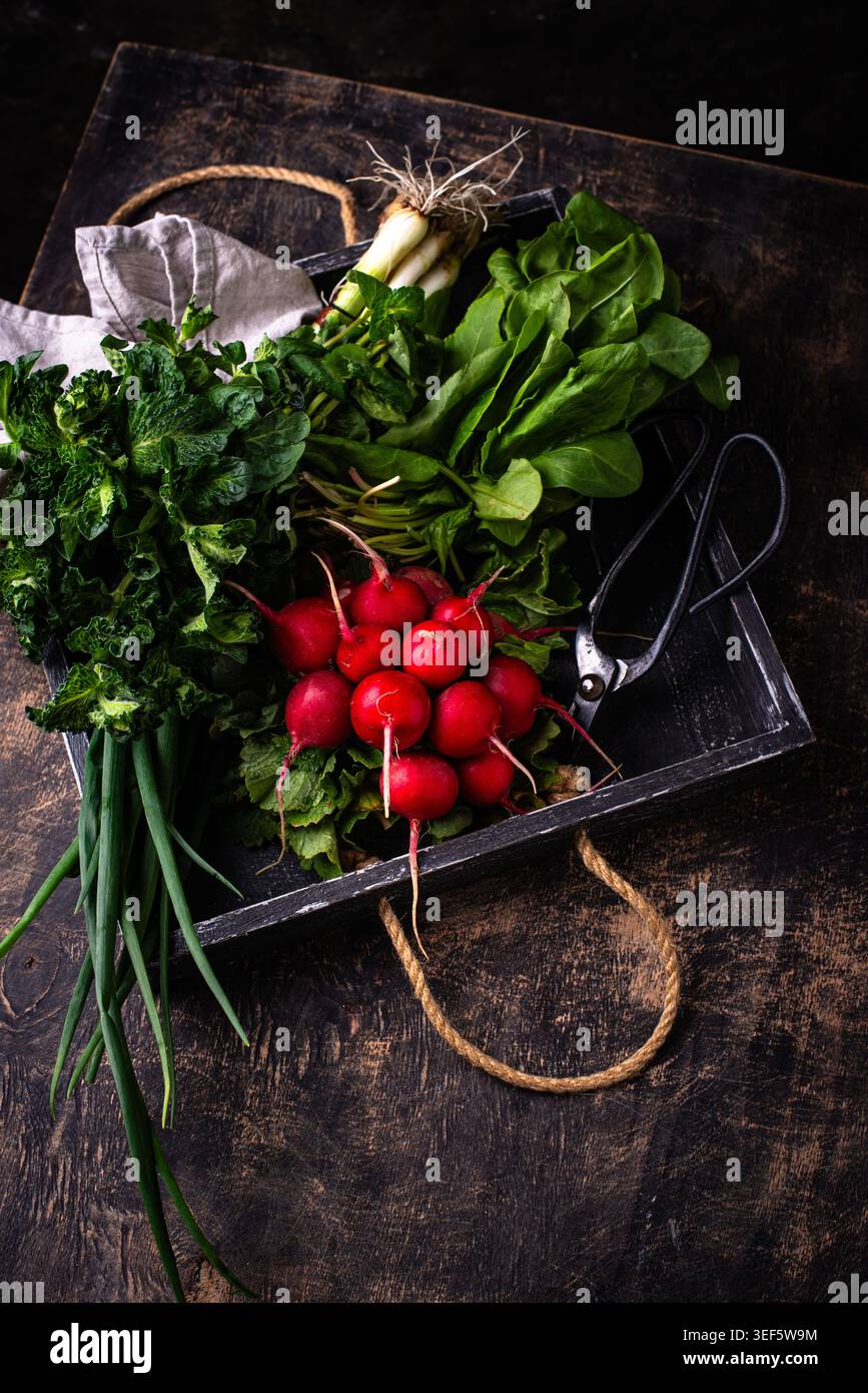 Il concetto di ravanello, cipolla ed erbe aromatiche, verde primaverile Foto Stock