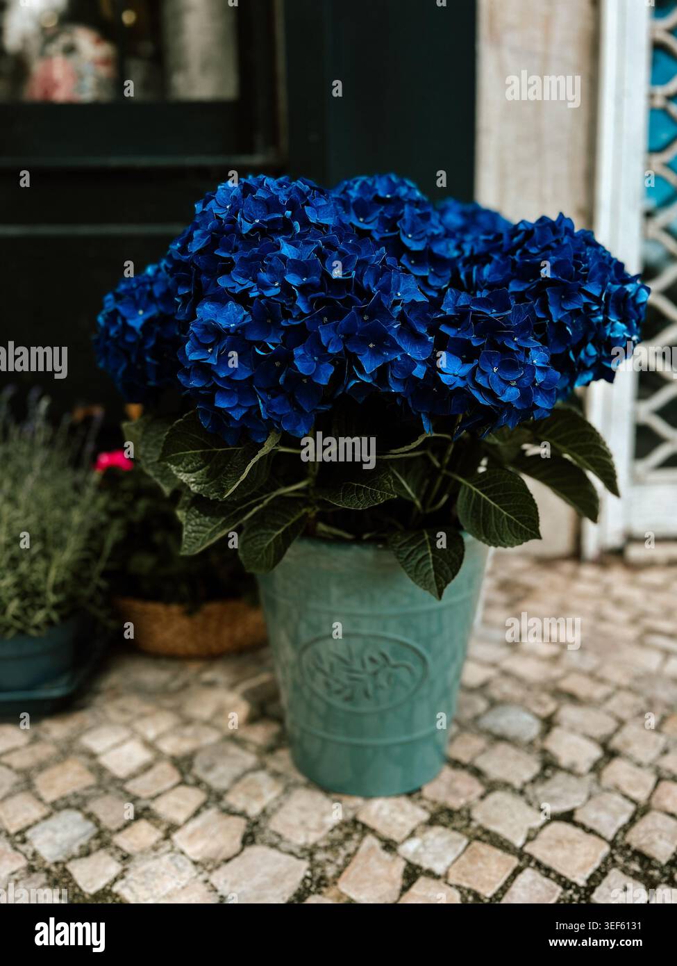 Piante di ortensia blu in una pentola turchese su un patio acciottolato, arredi vivaci in giardino con fiori lussureggianti e un'atmosfera naturale all'aperto Foto Stock