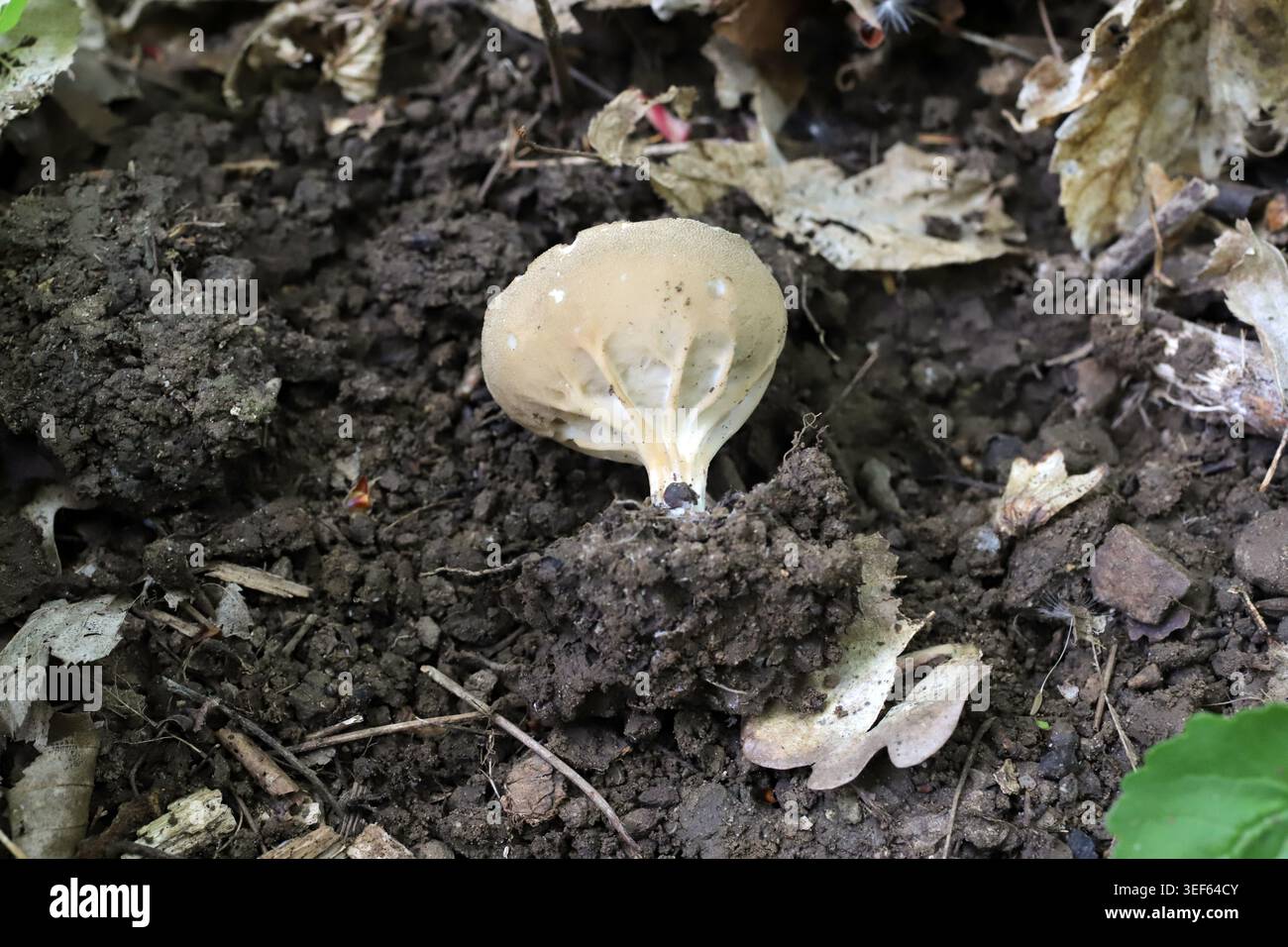 Helvella acetabulum, Coppa dell'aceto, Helvellaceae. Foto Stock