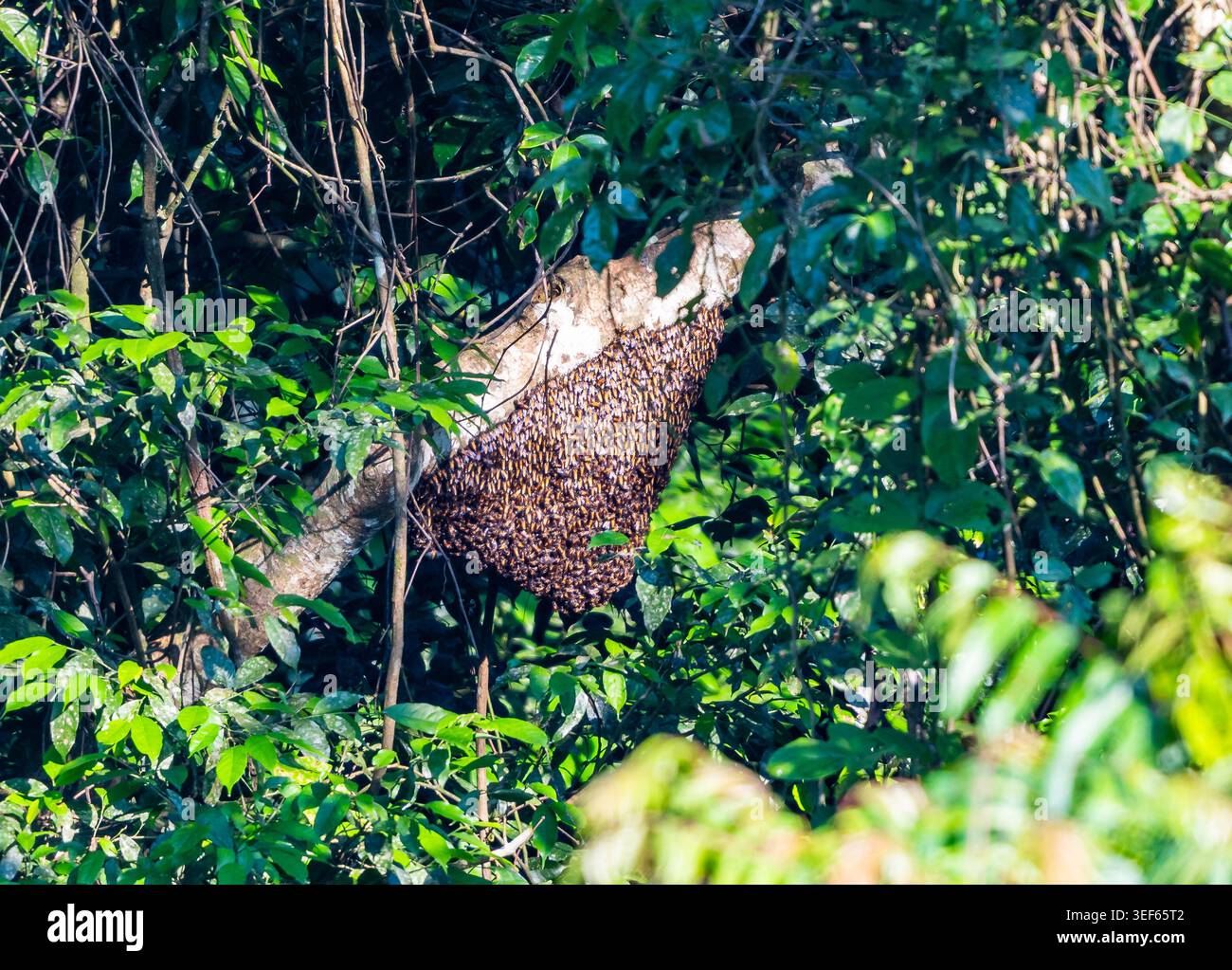 Sciame di api mellifere giganti (Apis dorsata) appeso a un ramo nella foresta. Vietnam. Foto Stock