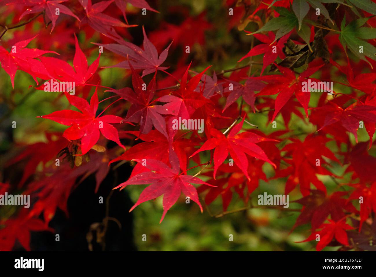 Primo piano delle foglie rosse di un acero giapponese (Acer palmatum), spesso chiamato acero palmato o acero palmato. Messa a fuoco morbida Foto Stock