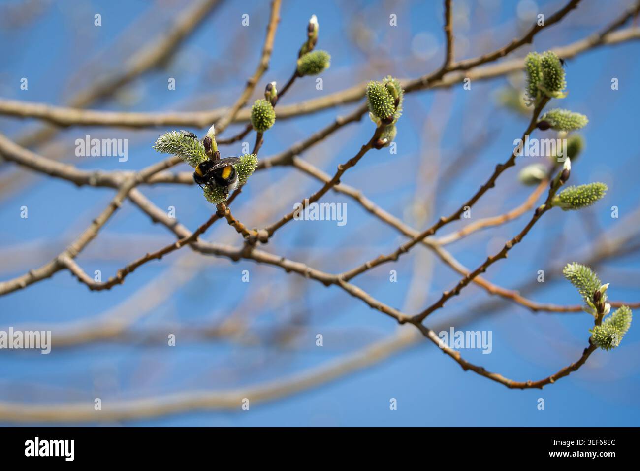 bumblebee dalla coda bianca (Bombus lucorum) che raccoglie il polline sui gattini di salice in fiore contro un cielo primaverile azzurro. Foto Stock
