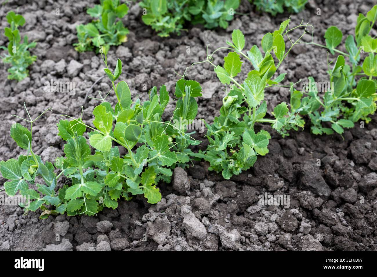 Giovani piante di pisello che crescono nel suolo. Primo piano di giovani piante di piselli verdi con tendini che crescono in terreno grezzo durante la coltivazione primaverile. Foto Stock