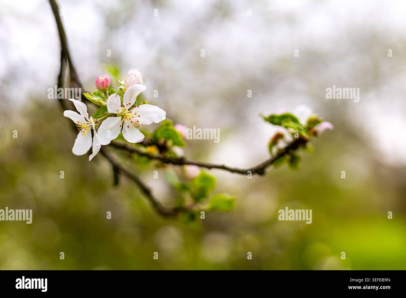 White Apple Blossoms sulla filiale primaverile. Primo piano di delicati fiori di mele bianche e gemme rosa su un ramo d'albero con un morbido sfondo primaverile. Foto Stock