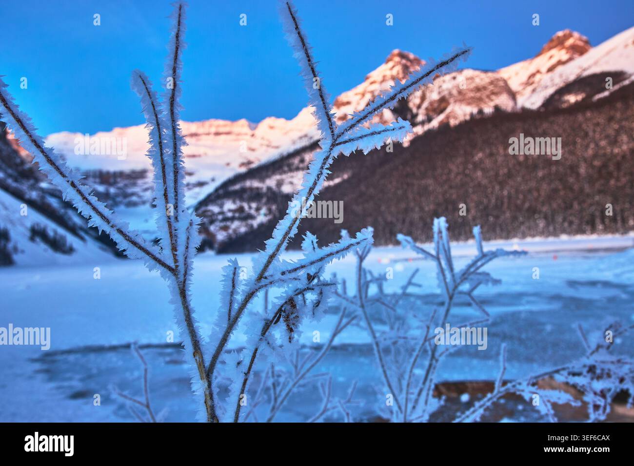 Rami ricoperti di gelo, Frozen Lake e Sunrise Mountains in inverno Foto Stock