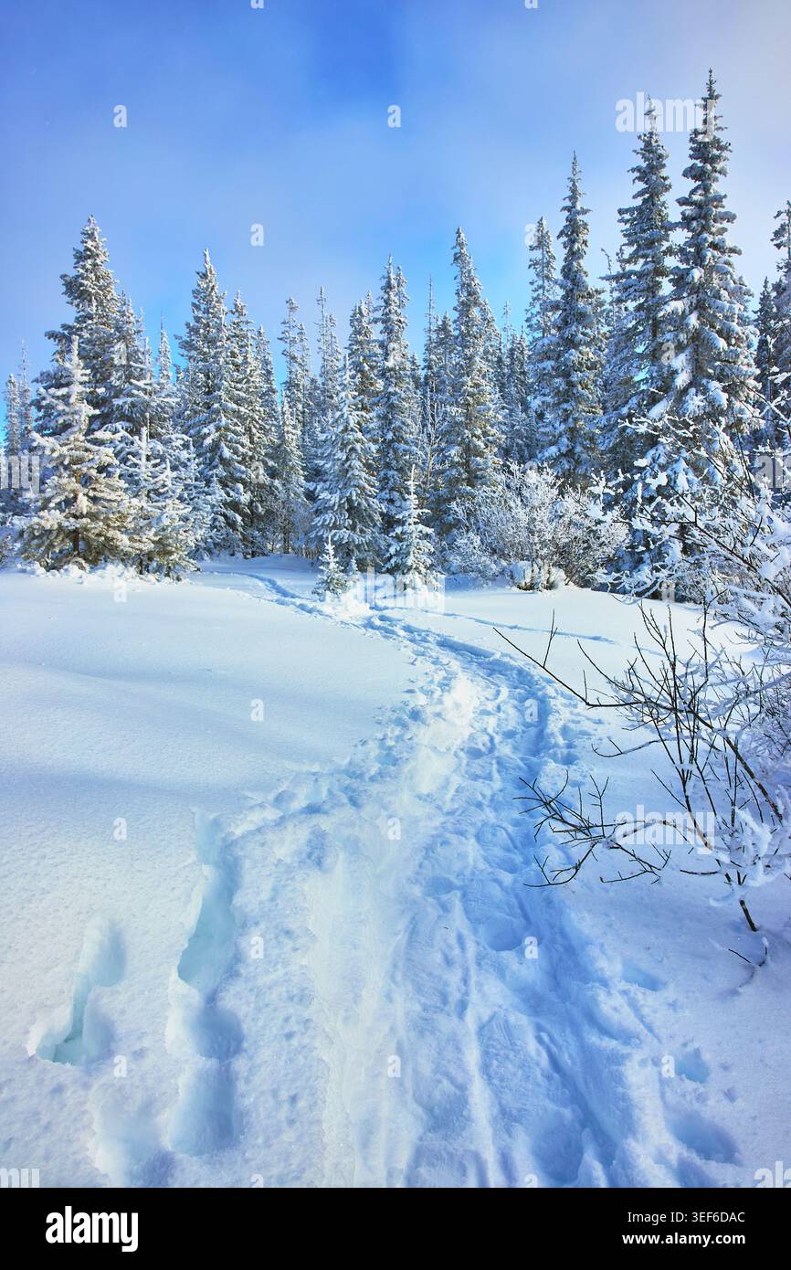 Sentiero coperto di neve che si snoda attraverso la Winter Forest con Tall Evergreens Foto Stock
