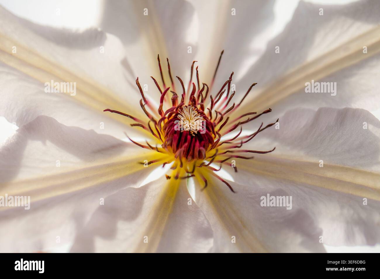 Le clemmie bianche con una messa a fuoco morbida, sono brillanti al centro come un delicato fuoco contro i luminosi petali d'avorio. Foto Stock