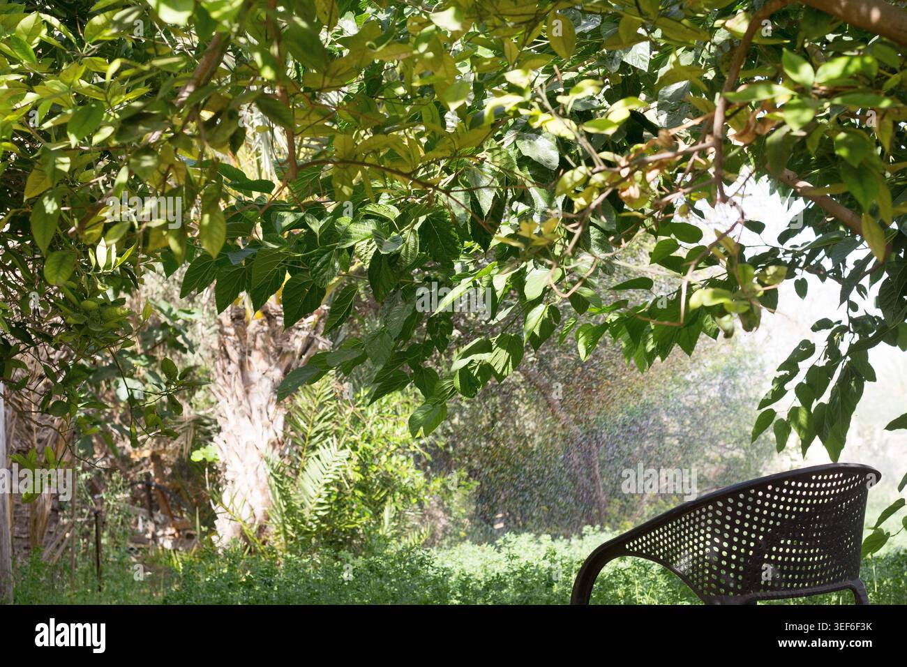 piccolo giardino di casa con fiori colorati erba verde e un sentiero in pietra . angolo tranquillo con luce naturale e aria fresca Foto Stock