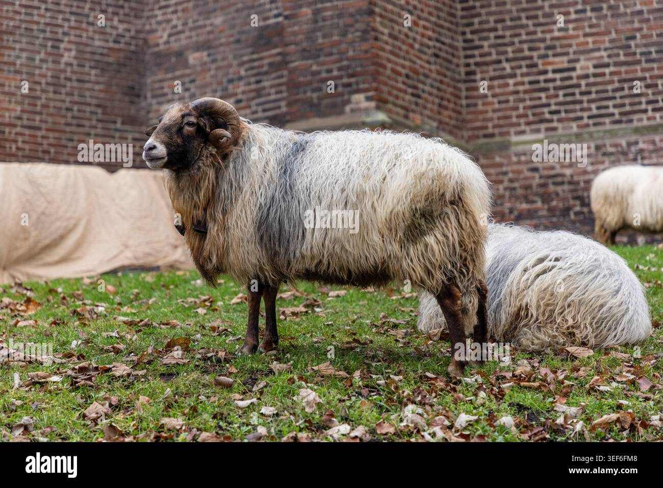 Un maestoso ariete con grandi corna ricurve e uno spesso cappotto di lana si erge su un campo erboso con foglie autunnali. Uno storico edificio in mattoni fornisce un rusti Foto Stock
