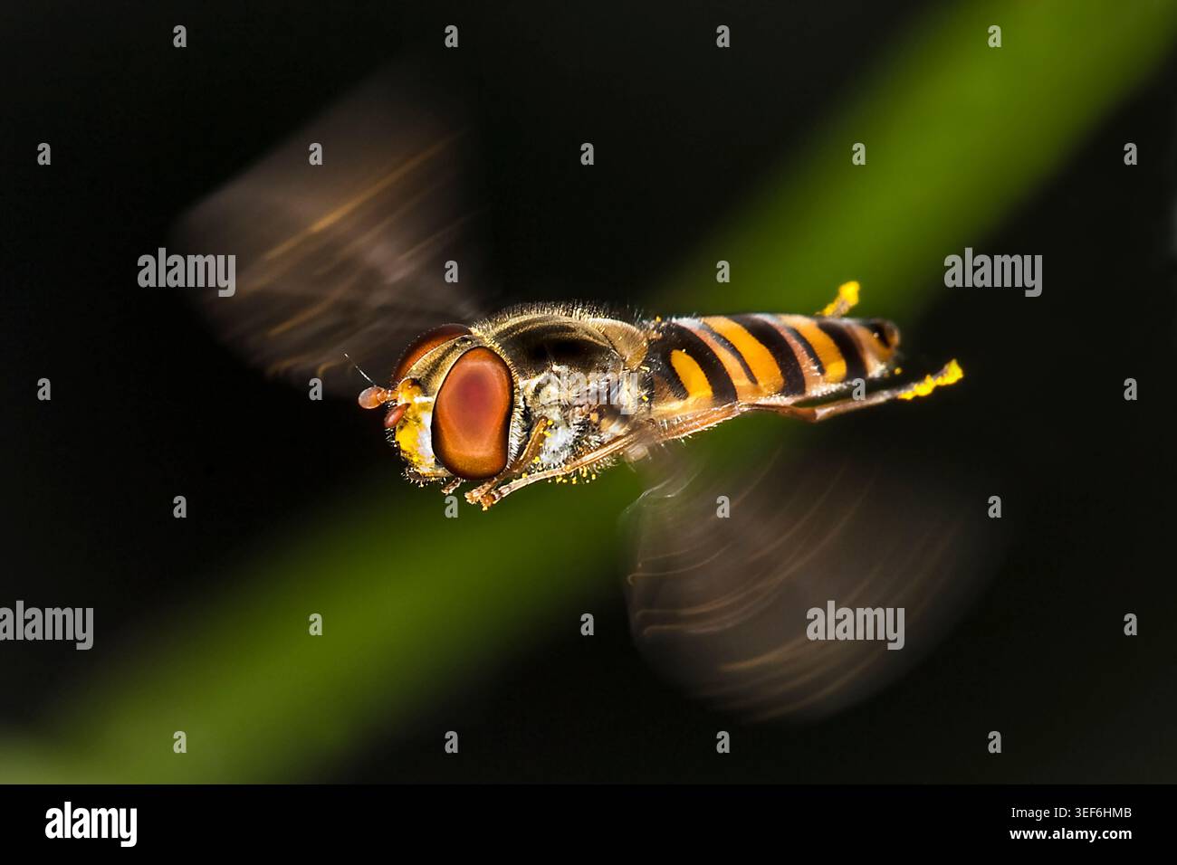 Hoverfly sospeso a metà volo su uno sfondo verde scuro, ali sfocate in movimento e occhi sempre nitidi. Foto Stock