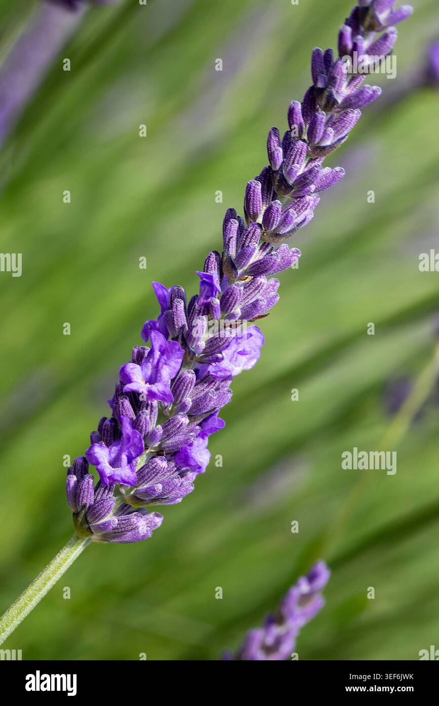 Un solo gambo viola in lavanda con dettagli macro nitidi, che sbocciano su uno sfondo bokeh verde da sogno in una luce naturale soffusa. Foto Stock