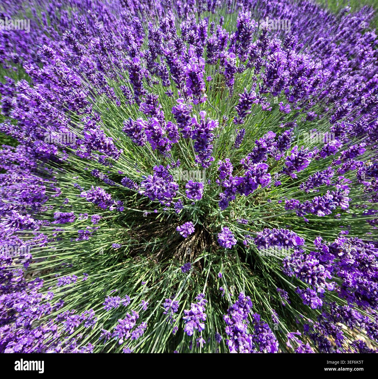 Esplosione di lavanda: I fuochi d'artificio viola della natura fioriscono nel cuore dell'estate. Foto Stock
