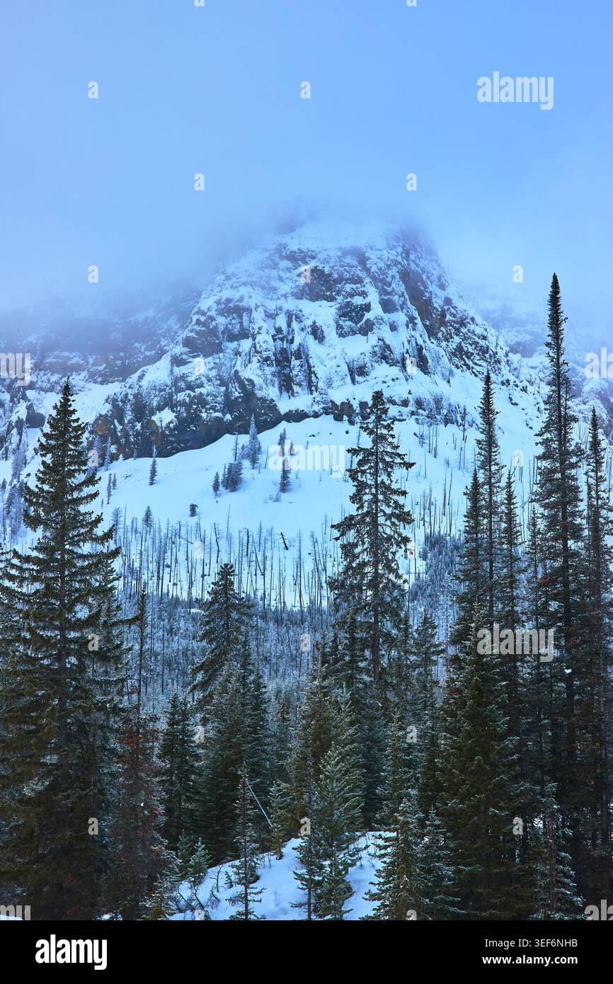 Montagna innevata e fitta foresta invernale nella nebbiosa foresta canadese Foto Stock