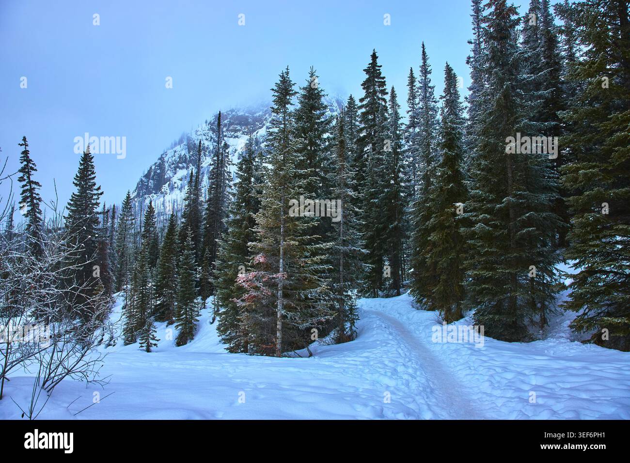 Sentiero coperto di neve attraverso la foresta di pini invernali con vista sulle montagne Foto Stock