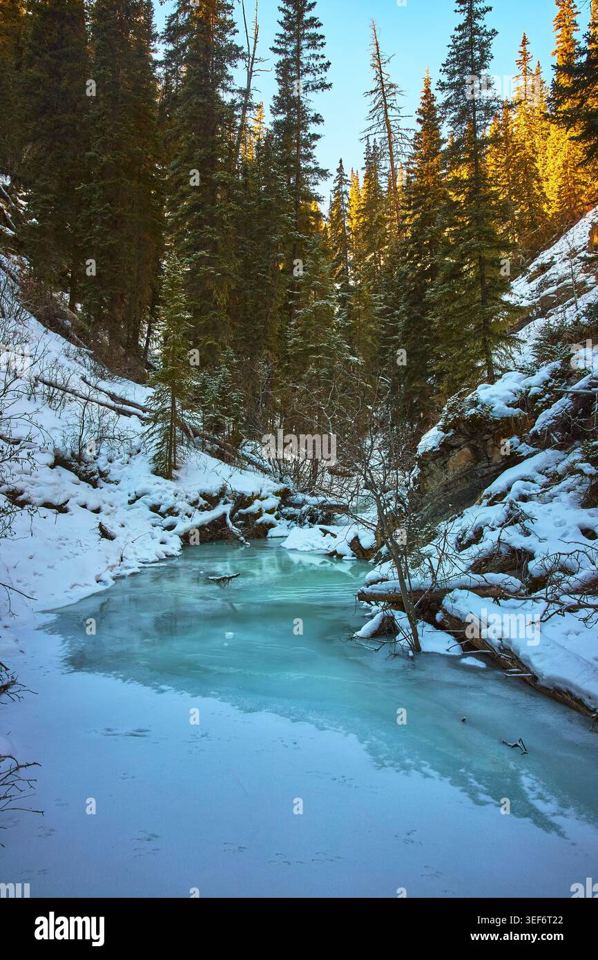 Frozen River e Evergreen Forest in Winter Snow Alberta Foto Stock