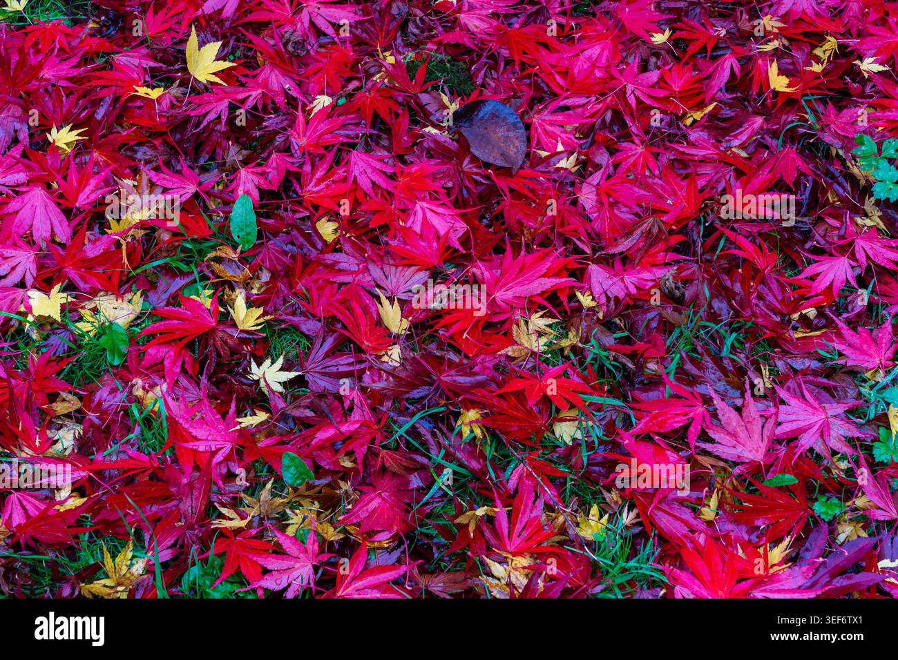 Primo piano di foglie d'acero giapponese cadute in rosso e rosa vividi con foglie gialle sull'erba in autunno Foto Stock