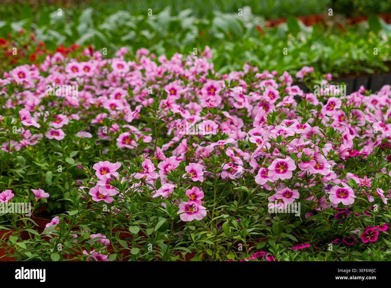 Vista ravvicinata dei fiori rosa calibrachoa fiorenti all'interno di una vivace serra commerciale Foto Stock